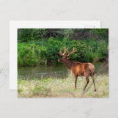 モンタナ州ナショナルバイソンレンジのブル・エルク ポストカード (正面/裏面)