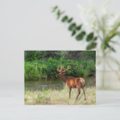 モンタナ州ナショナルバイソンレンジのブル・エルク ポストカード (スタンド正面)