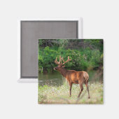 モンタナ州ナショナルバイソンレンジのブル・エルク マグネット (正面/裏面)