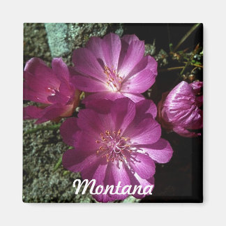 モンタナ州フラワービタールートマグネット マグネット