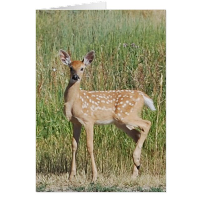 モンタナ州ボーズマンで子犬 (正面)