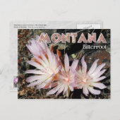 モンタナ州花:ビタールート ポストカード (正面/裏面)