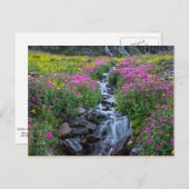 モンタナ州Wildflowers, Clements Mountain ポストカード (正面/裏面)