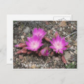 モンタナ苦い根:神のお気に入りの花 ポストカード (正面/裏面)