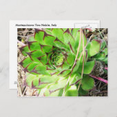 モンテプルチアノヴィノノビレ(イタリア) ポストカード (正面/裏面)