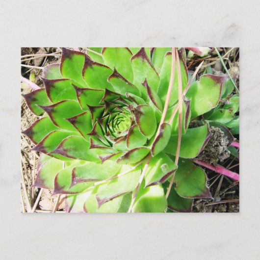 モンテプルチアノヴィノノビレ(イタリア) ポストカード (正面)