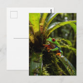 モンテベルデクラウドフォレストレッドアイドツリーガエル ポストカード (正面/裏面)