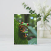 モンテベルデ・クラウドフォレストの赤い目のツリーカエル ポストカード (スタンド正面)