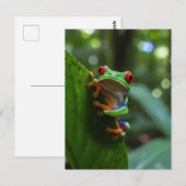 モンテベルデ・クラウドフォレストの赤い目のツリーカエル ポストカード (正面/裏面)