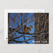 モントリオールのリス ポストカード (正面/裏面)