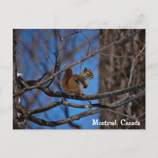 モントリオールのリス ポストカード (正面)