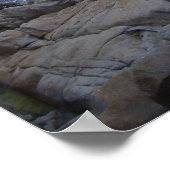 モントレの枯れ木 ポスター (角)