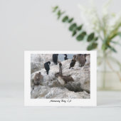 モントレーペリカンポストカード ポストカード (スタンド正面)