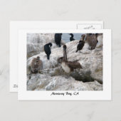 モントレーペリカンポストカード ポストカード (正面/裏面)