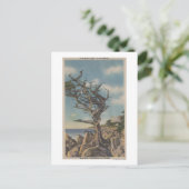 モントレー、CA – 古い魔女の木17マイル ポストカード (スタンド正面)