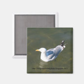 モントークのゴスマン波止場でシーガル マグネット (正面/裏面)