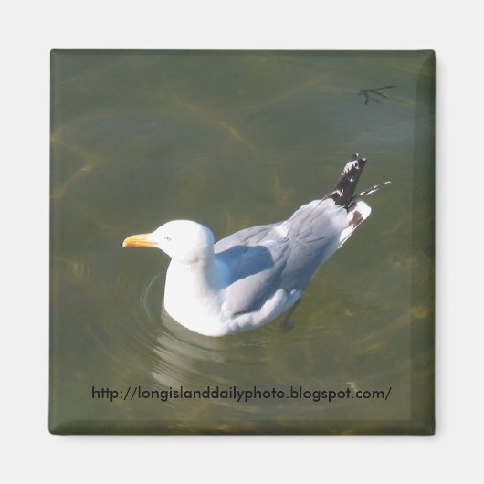 モントークのゴスマン波止場でシーガル マグネット (正面)