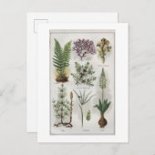 「モンドクタール」での挿絵 ポストカード (正面/裏面)