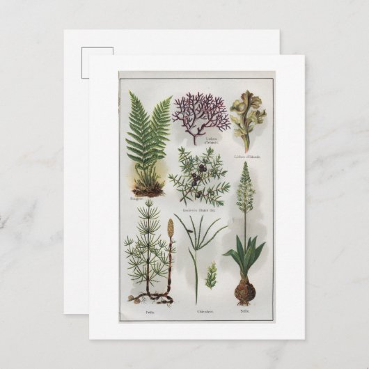 「モンドクタール」での挿絵 ポストカード (正面/裏面)