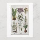 「モンドクタール」での挿絵 ポストカード (正面)