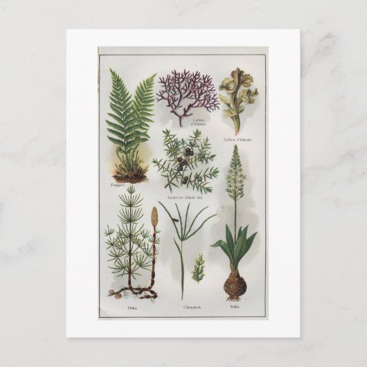 「モンドクタール」での挿絵 ポストカード (正面)