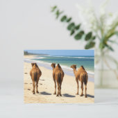 モンバサケニアのビーチで3つのラクダ ポストカード (スタンド正面)