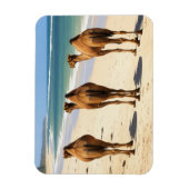 モンバサケニアのビーチで3つのラクダ マグネット (縦)