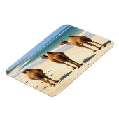 モンバサケニアのビーチで3つのラクダ マグネット (左側)