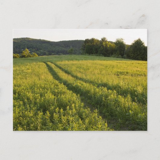 モンペリエのサビンズパスチュールの農道 ポストカード (正面)