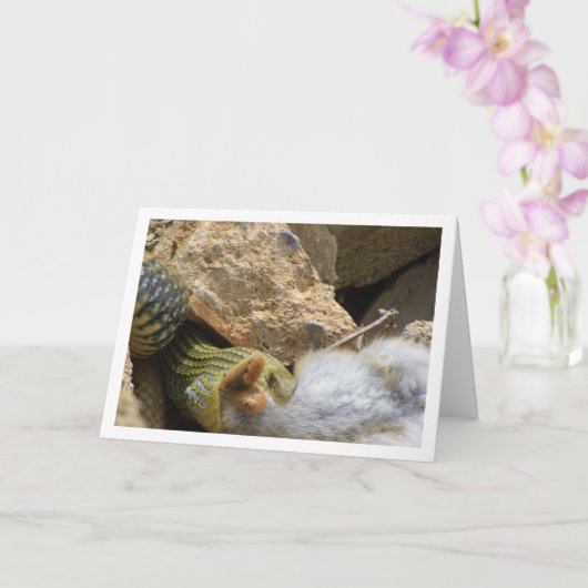 モンペリエスネークフェスティオンラビットカード カード (蘭)