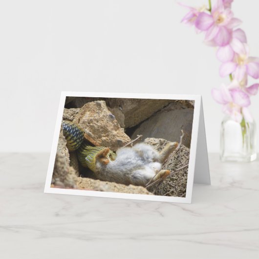 モンペリエスネークフェスティオンラビット カード (蘭)