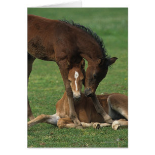モーガンの子馬の遊ぶこと