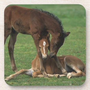 モーガンの子馬の遊ぶこと コースター