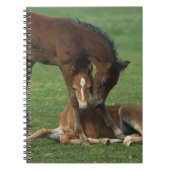 モーガンの子馬の遊ぶこと ノートブック (正面)