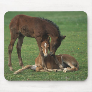モーガンの子馬の遊ぶこと マウスパッド