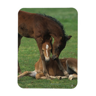 モーガンの子馬の遊ぶこと マグネット