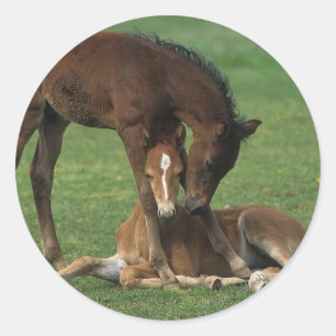 モーガンの子馬の遊ぶこと ラウンドシール
