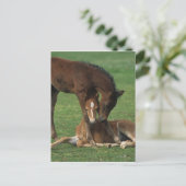 モーガン・フォル遊ズの ポストカード (スタンド正面)