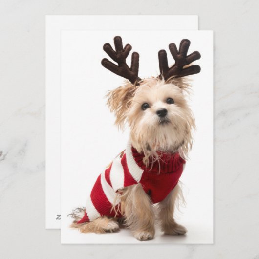 モーキーはクリスマスの〔雄ジカの〕枝角で犬を育てる シーズンカード (正面/裏面)