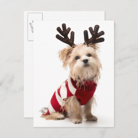 モーキーはクリスマスの〔雄ジカの〕枝角で犬を育てる シーズンポストカード (正面/裏面)