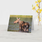 モース食べ物を与えズのモンタナ氷河の国立公園 カード (黄色い花)