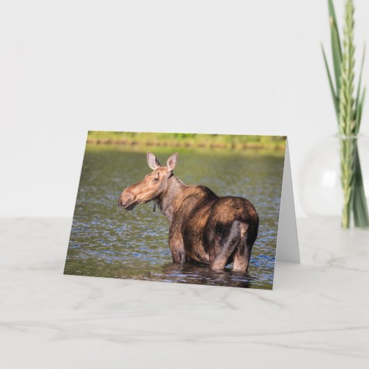 モース食べ物を与えズのモンタナ氷河の国立公園 カード (正面)