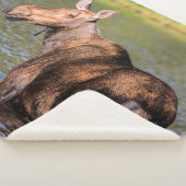 モース食べ物を与えズのモンタナ氷河の国立公園 シェルパブランケット (3/4)