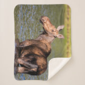 モース食べ物を与えズのモンタナ氷河の国立公園 シェルパブランケット (正面)