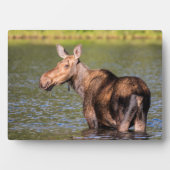 モース食べ物を与えズのモンタナ氷河の国立公園 フォトプラーク (正面)