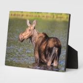 モース食べ物を与えズのモンタナ氷河の国立公園 フォトプラーク (側面)