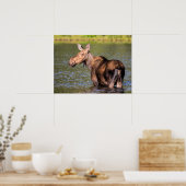 モース食べ物を与えズのモンタナ氷河の国立公園 ポスター (キッチン)