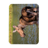 モース食べ物を与えズのモンタナ氷河の国立公園 マグネット (縦)