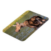 モース食べ物を与えズのモンタナ氷河の国立公園 マグネット (左側)