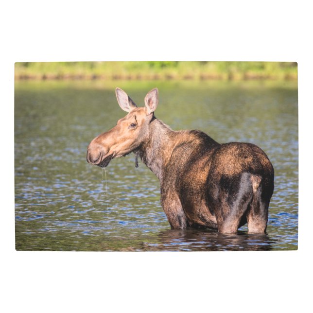 モース食べ物を与えズのモンタナ氷河の国立公園 メタルプリント (正面)
